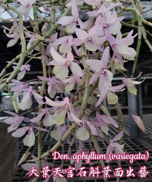Orchid Orchidee Dendrobium aphyllum (variegata) (22 Sr)