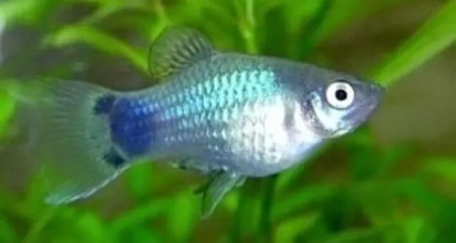 6 Live Aquarium High Quality Adult Blue Platy fish - USA SELLER