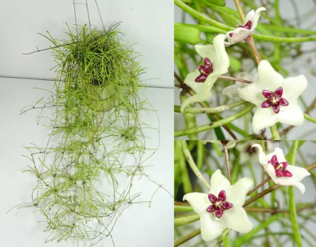 Hoya retusa, 30 cm. Long, Full Plant, RARE, Houseplant