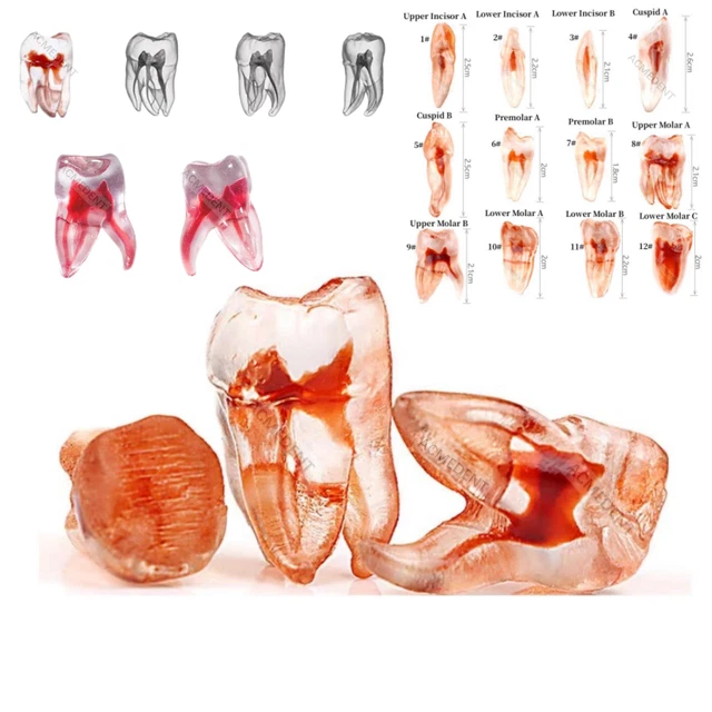 1Pc Dental Endodontic Root Canal Study Model Rotary Files Practice