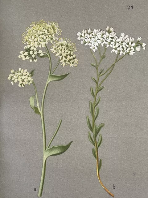 Holzstich Blume Botanik 1886 Illustration Abbildung Farbendruck Antike Sedum