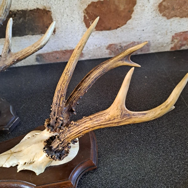 Canard Siffleur Naturalisé - Taxidermie - Chasse - Socle Bois - France