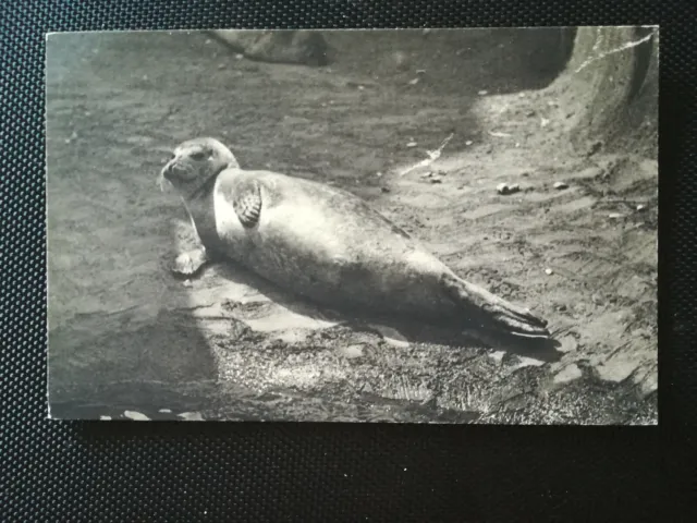 CPA 75 PARIS - Bois de Vincennes Zoological Park - One Seal