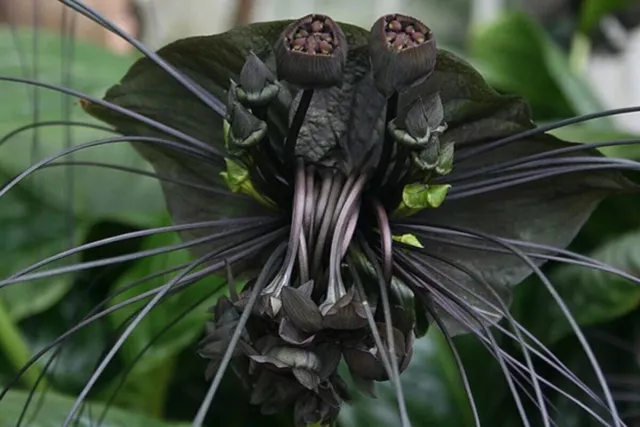 Black Bat Flower - Tacca chantrieri - Schwarze Fledermausblume - 5+ Seeds W 183