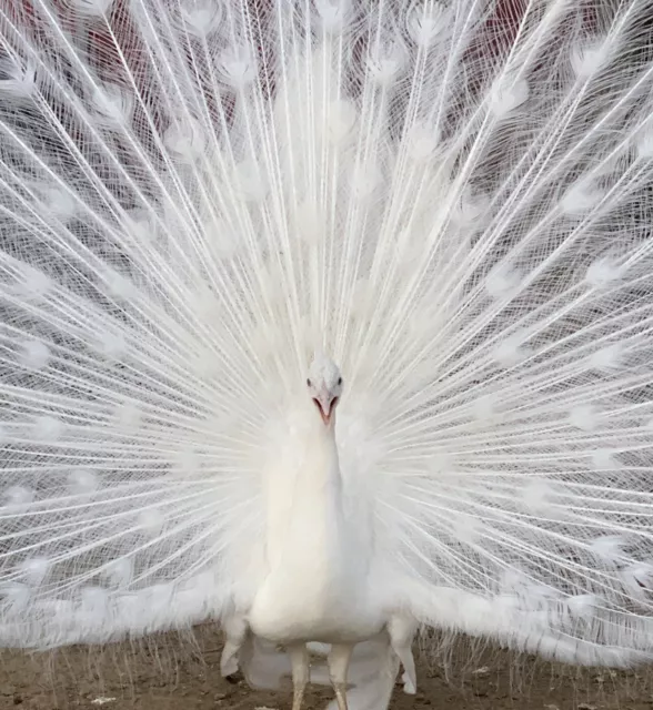 *3* Pure White Peafowl Peacock Hatching Eggs *Presale* Read Description NPIP