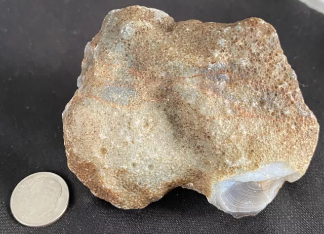 Rare Rough Botswana Agate whole nodule “THE FROG HEAD” 6.6 Ounces B13