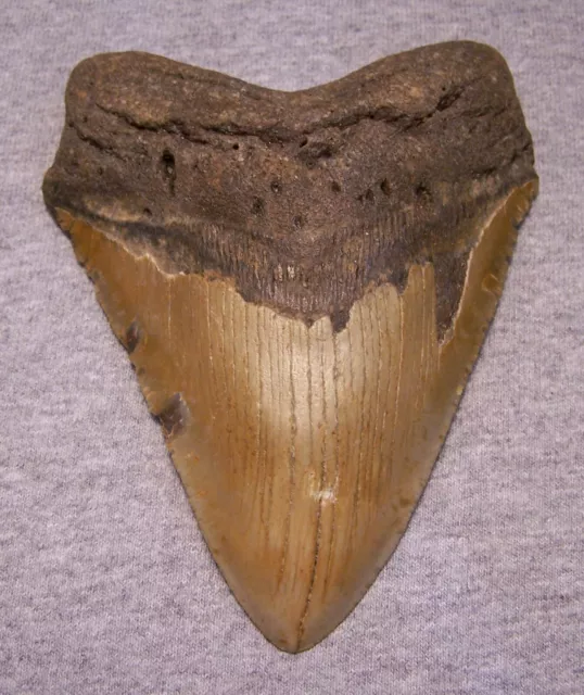 MEGALODON Shark Tooth 5 1/2 sharks teeth GIANT jaw fossil REAL megladon SERRATED