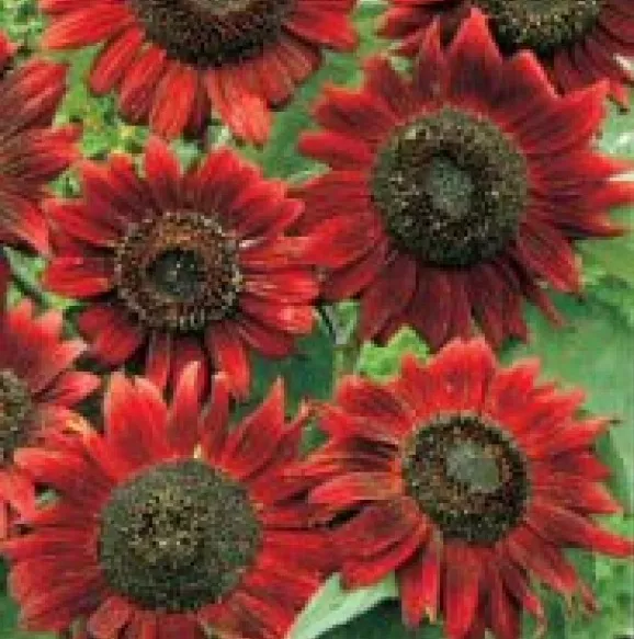 Velvet Queen Sunflower 20 Fresh Seeds Free Usa Shipping