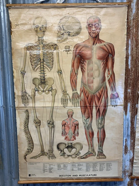 ANTIQUE VINTAGE ANATOMICAL Wall Chart Skeleton Musculature Skull X ...