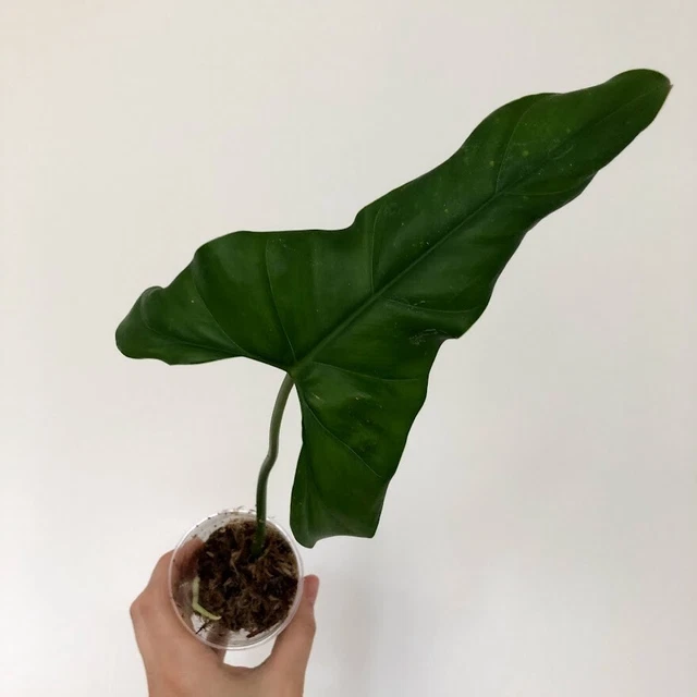 PHILODENDRON PINNATILOBUM AFF 'Lita Red' - rare aroid plant 82.00 -  PicClick UK