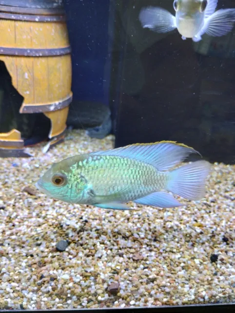 Live Fish group of 8 Electric Blue Acara  1.5" +