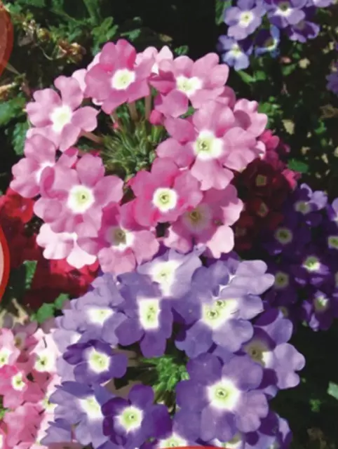 60 semi di verbena multicolore perenne bellissimo fiore illumina il tuo giardino