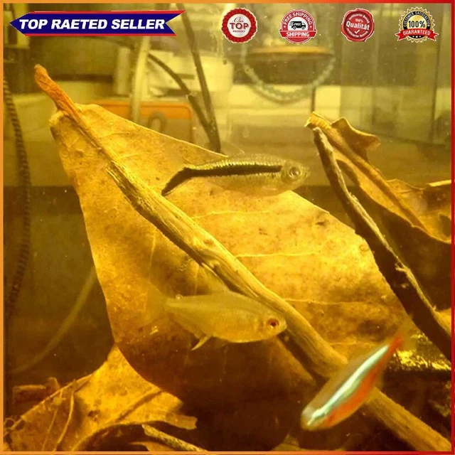 10 un. adornos de hojas de tratamiento de agua artesanías naturales artesanías para acuario pecera