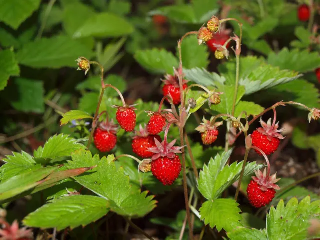 Fragaria Vesca Alpine Wild Strawberry Soft Fruit Perennial Plant 9cm & 17cm