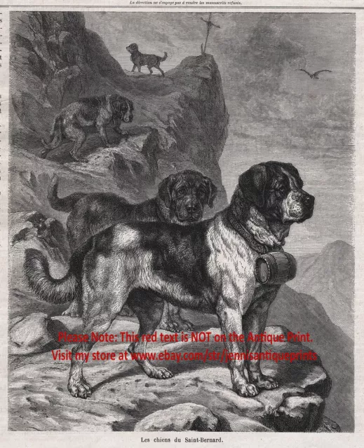 Dog Saint Bernard Rescue Dogs Working St, 1870s Antique Engraving Print