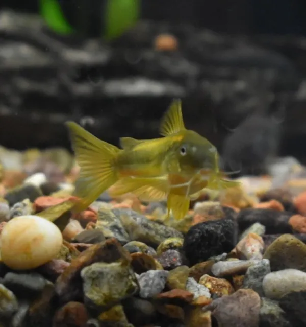 Live Gold Laser Corydora Catfish (Rare Aquarium Fish) PLS READ DESC