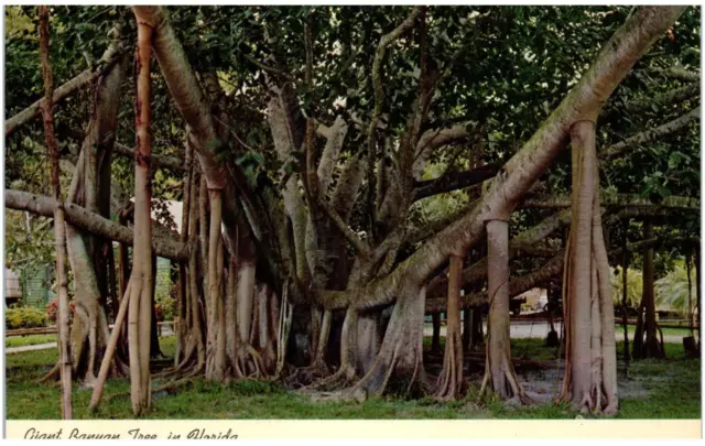 Vintage Géant Banyan Tree Floride non Utilisé Carte Postale