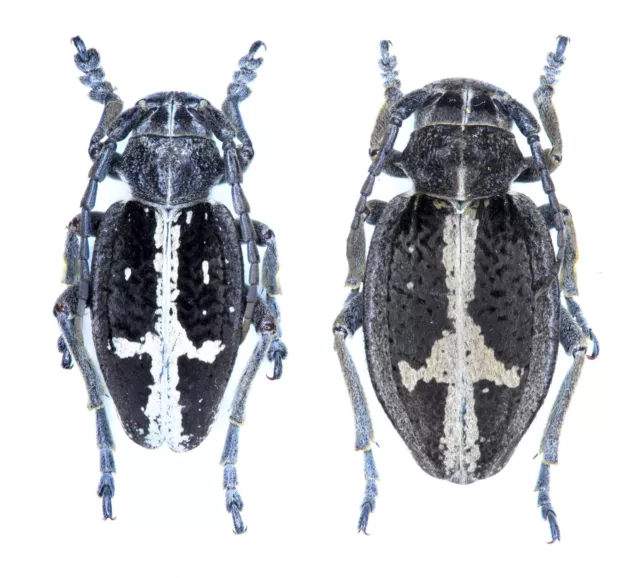 Cerambycidae, Dorcadion (Cribridorcadion) equestre (Laxm., 1770),  UKRAINE, pair