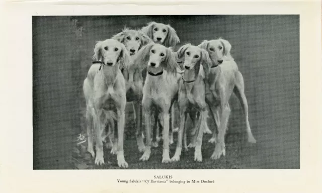 Saluki Group  Of Young Dogs Old 1950 Dog Bookplate Print