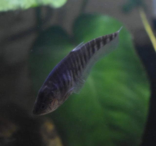 Live Clown Knife Fish (3" Freshwater Aquarium Fish) *PLS READ DESCR* 3