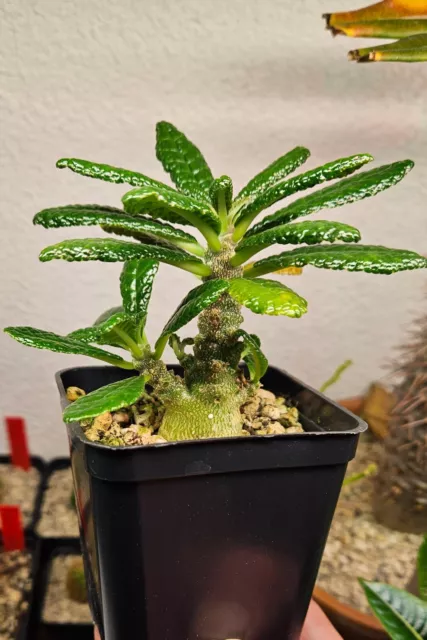 Dorstenia Gigas : 15 seeds/15 graines, Caudex, Rare Plant