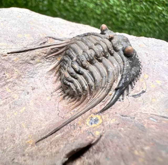 Very detailed Trilobite Fossil Leonaspis Fossils