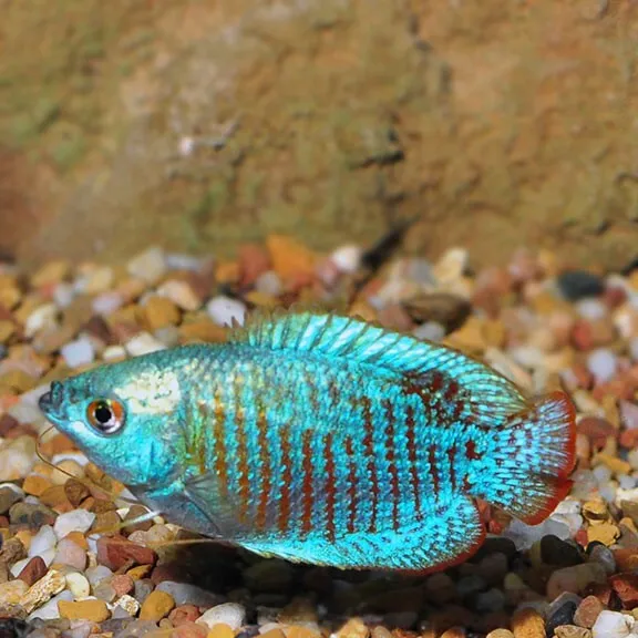 3pk - Neon Blue Dwarf Gourami (Trichogaster lalia) - 3 Live Freshwater Fish