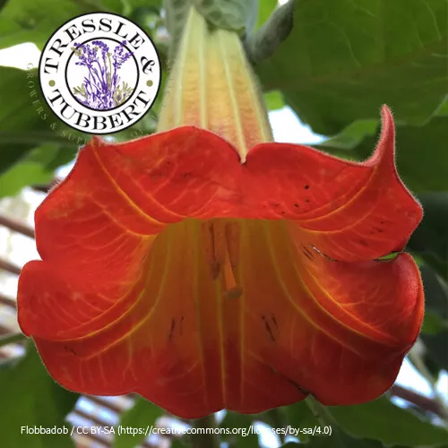 Brugmansia Sanguinea Escarlata Rojo Ángeles Trompeta 4 Semillas Vendedor GB