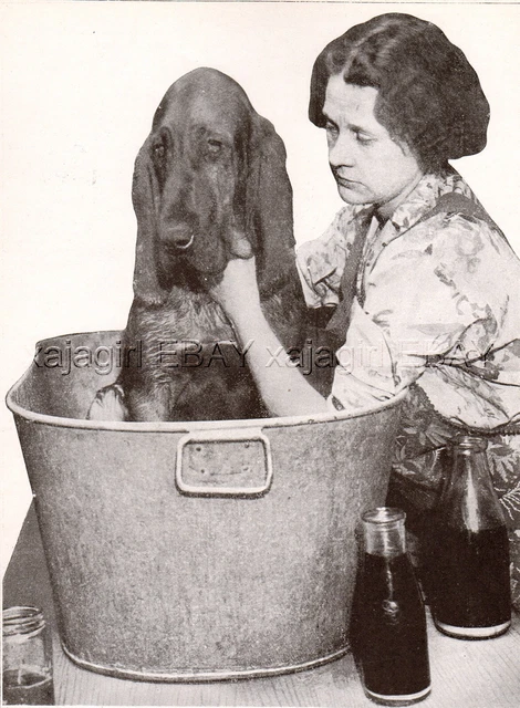 DOG Bloodhound Getting A Bath & Not Happy About It! Vintage Print 1930ss