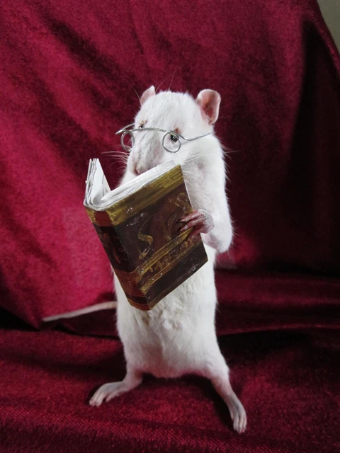 Rat Taxidermie Magicien Anthropomorphique - Curiosité, Neuf, Fabriqué En France