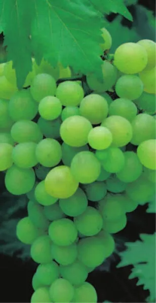 Vitis vinifera Lakemont - kernlose weiße Weinrebe - Tafeltraube pilztolerant  ..