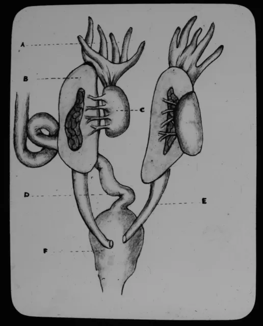 ANTIQUE Magic Lantern Slide LIFE OF A FROG NO16 C1890 ANATOMY INTERNAL ORGANS