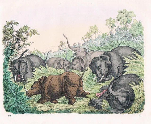 1861 - Elefante Elefantes Elefante Rinoceronte Rhino Litografía Lithography