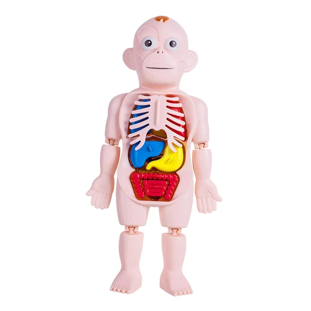 Atyhao Modèle de corps humain Le Modèle de Torse de Simulation