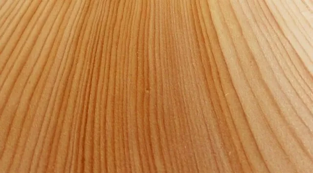 Impiallacciatura in cedro 29 fogli 66 cm x 18 cm mobili legno pregiato design