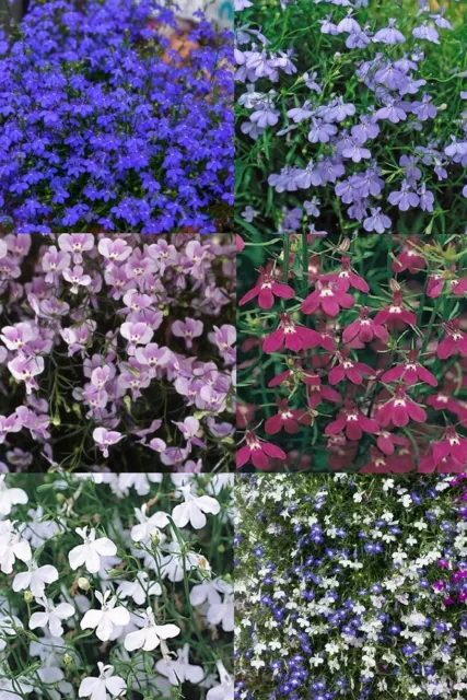 Lobelia Fountain x6 Plug Plants (Trailing)