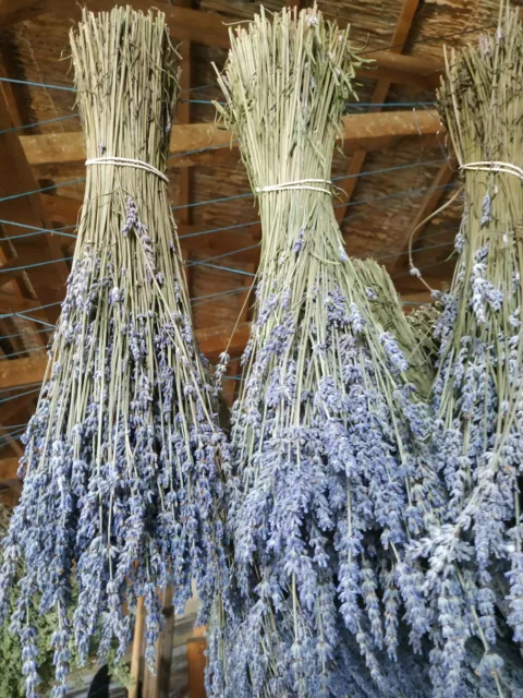 ***10 Dried Lavender Bouquets/Bunches-About 250 Stems Each***