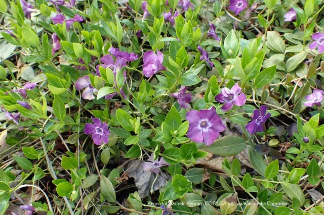 Vinca minor 'Atropurpurea