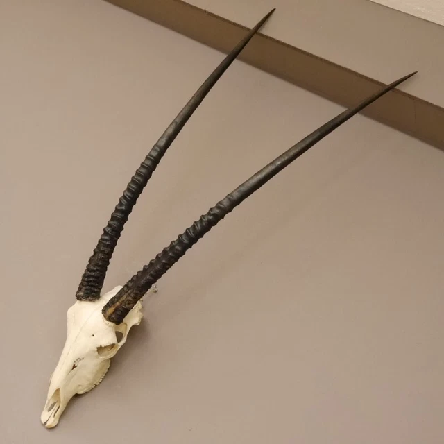 Reclamo Orix ( Gazella) Antílope Gacela Gemsbok África Trofeo de Calavera,Hl 97 3