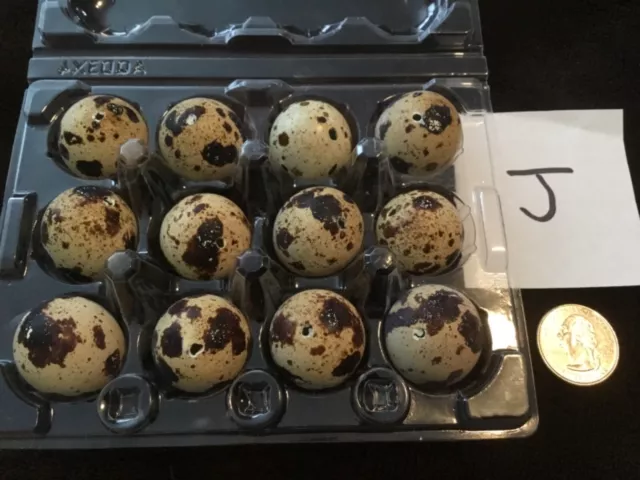 Lote de 12 huevos de codorniz de un agujero artesanías de Pascua de color natural real soplados J