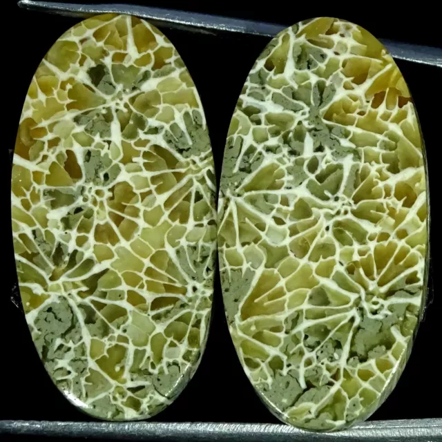 Natural Fossilized Coral Loose Gemstone Oval Cabochon Pair 33.60 Cts 14X27X4MM
