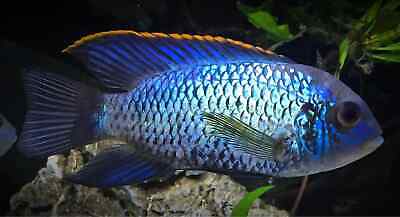 1 Large Electric Blue Acara 3 inches