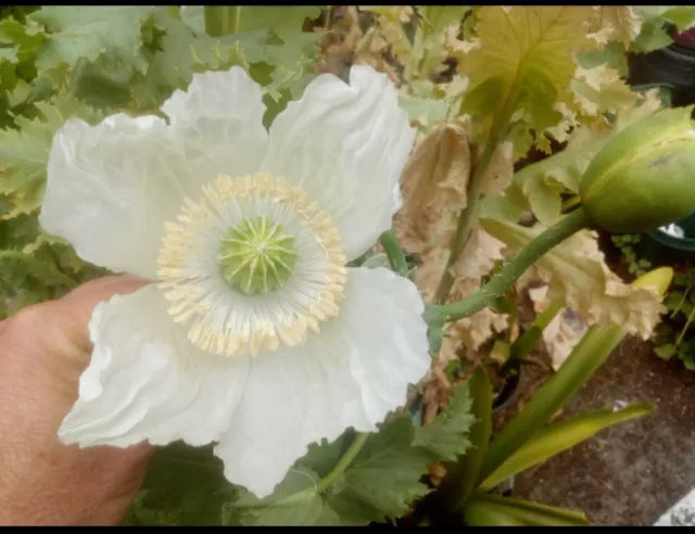 New Afghan White Gmo Papaver (S.) 20 Poppy Seeds + Bonus 3000 Aus Best Mx! 2