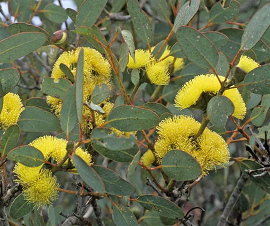 Eucalyptus preissiana - Bell Fruited Mallee - 50 Seeds