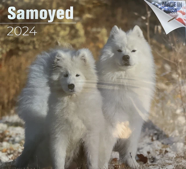 Samoyed Dog 2024 Large Square Wall Calendar. New  & Sealed.
