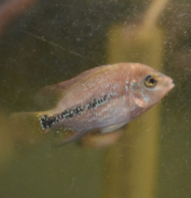Live Vieja Bifasciatus Cichlid (2" Rare Young Aquarium Fish) PLS READ DESC 4