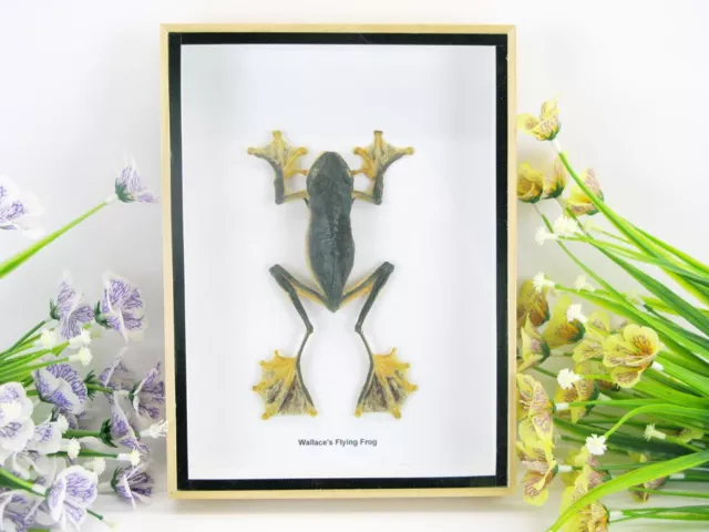 A real flying frog - Wallace's Flying Frog - 3D - in a showcase - museum quality