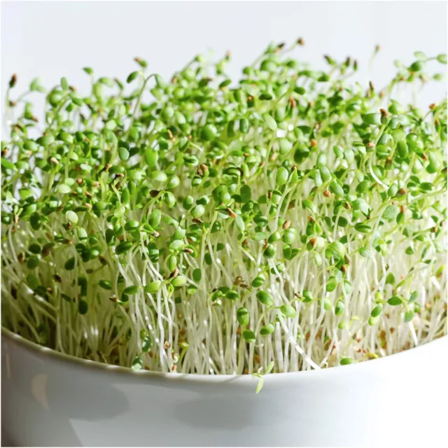 RED CLOVER Sprouting 200g-2kg Seeds MICROGREEN clover sprout sprouts untreated