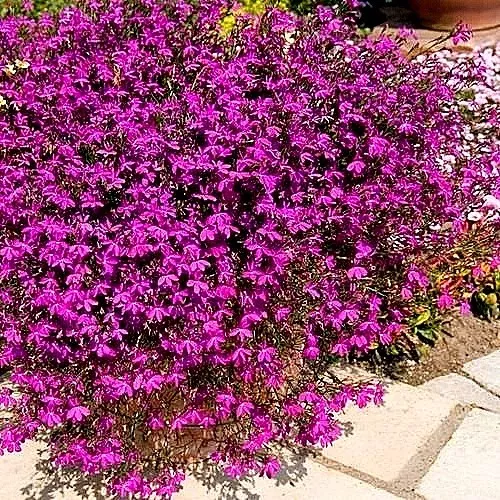 Bedding Lobelia “Rosamond” x 200 seeds. Deep pink (red) with white eye.