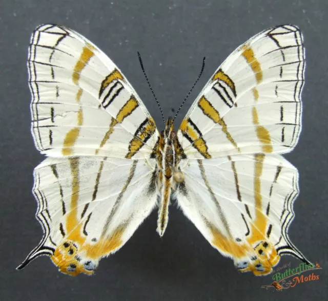 Cyrestis Camillus El Mapa Mariposa Juego x1 A1- Entomología Insecto Muestra Nice